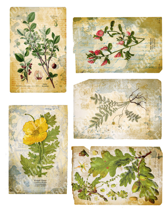 Botanical Compendium Embellishments 3 - 9416 - EZscrapbooks Scrapbook Layouts Botanical