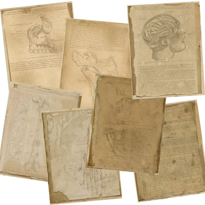 Antique Anatomy Paper Pack - 7385